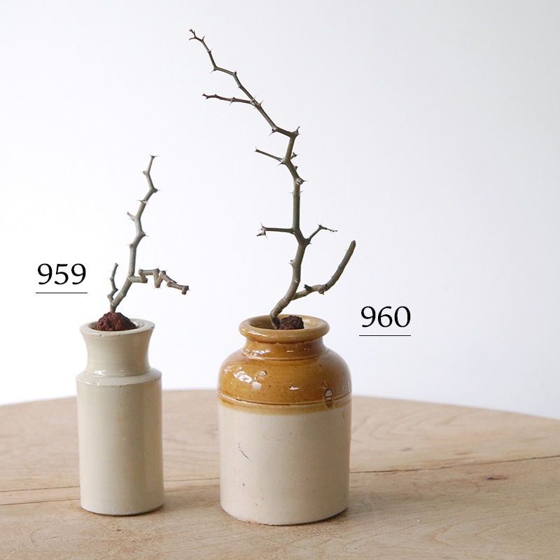 Decarya madagascariensis マダガリエンシス x antique pot