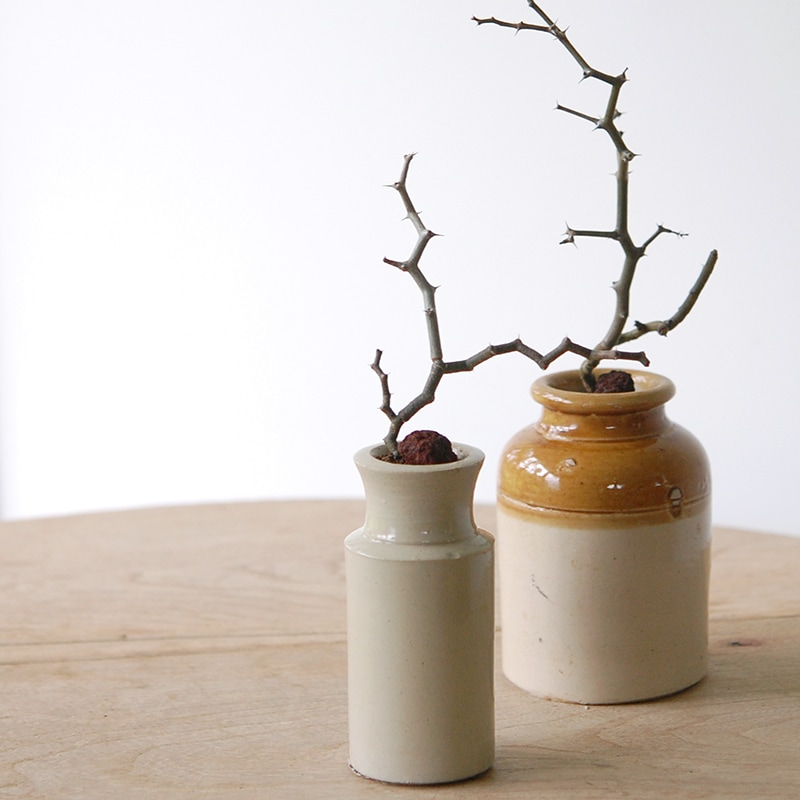 Decarya madagascariensis マダガリエンシス x antique pot