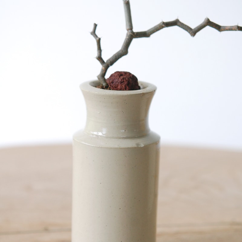 Decarya madagascariensis マダガリエンシス x antique pot