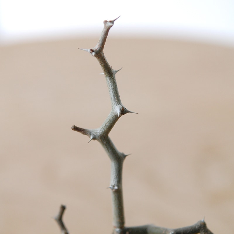 Decarya madagascariensis マダガリエンシス x antique pot