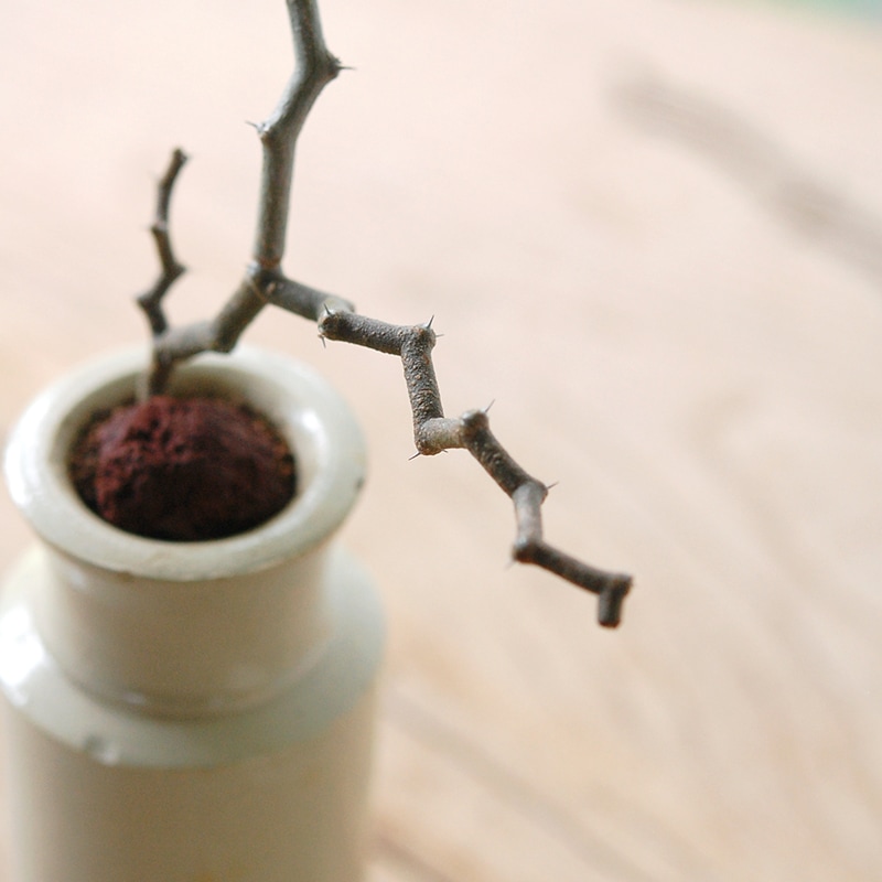 Decarya madagascariensis マダガリエンシス x antique pot