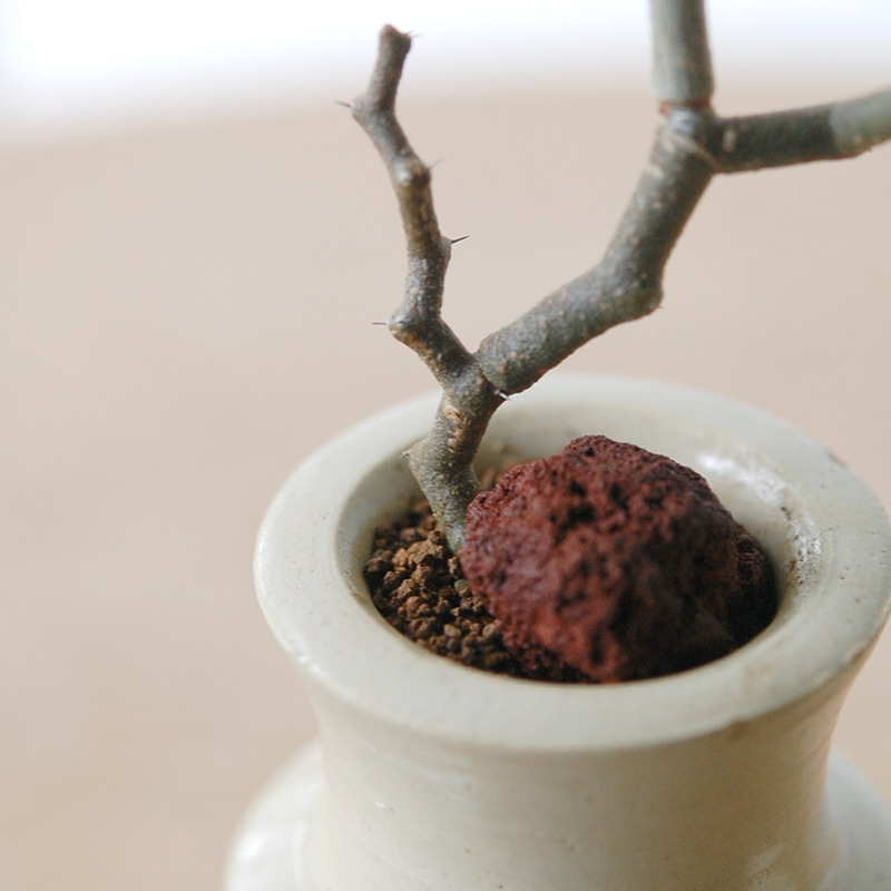 Decarya madagascariensis マダガリエンシス x antique pot
