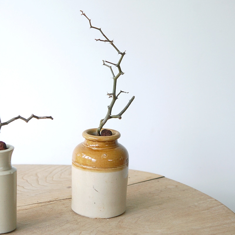 Decarya madagascariensis マダガリエンシス x antique pot