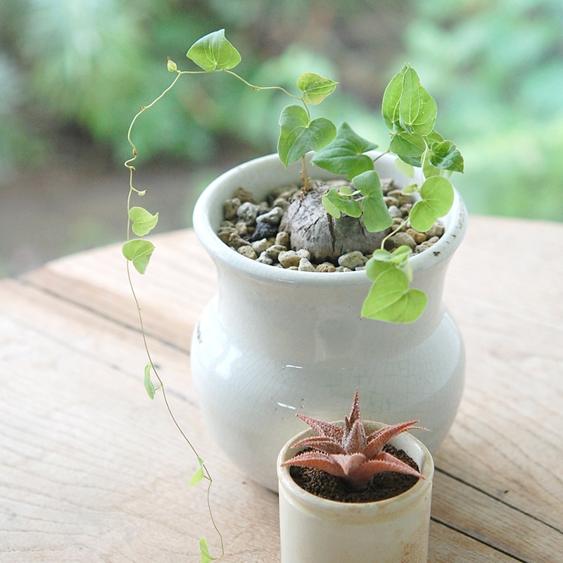 Dioscorea 亀甲竜 x 壺pot