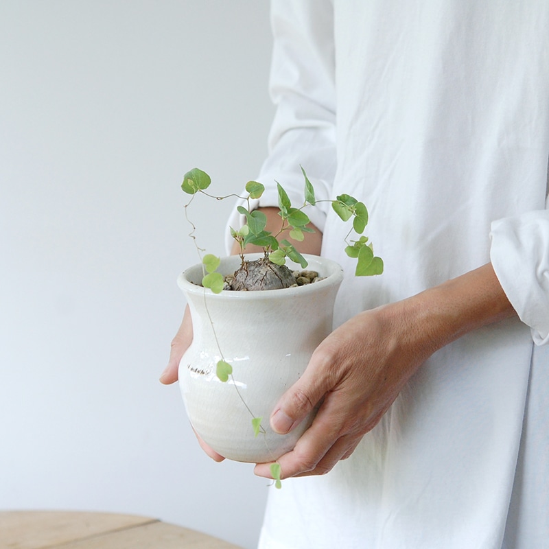 Dioscorea 亀甲竜 x 壺pot