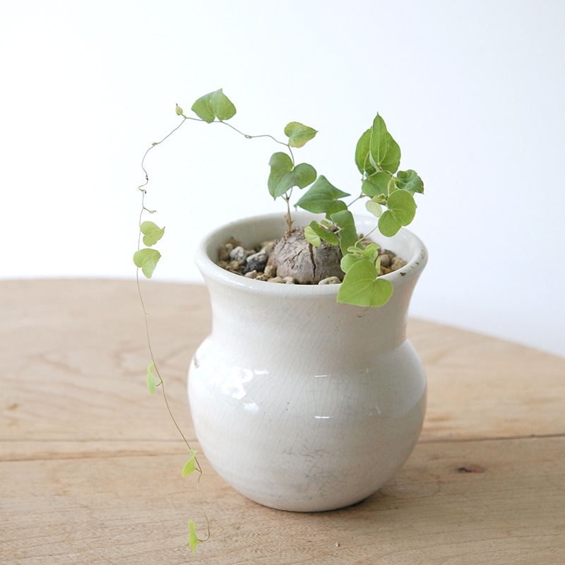 Dioscorea 亀甲竜 x 壺pot