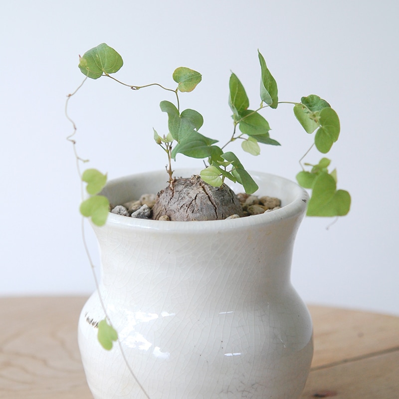 Dioscorea 亀甲竜 x 壺pot