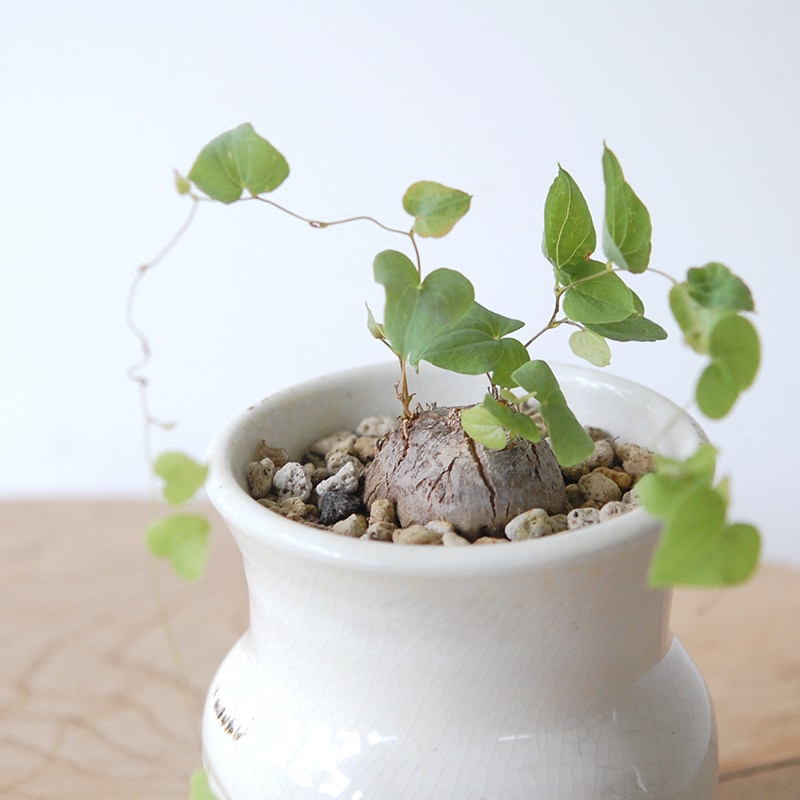 Dioscorea 亀甲竜 x 壺pot