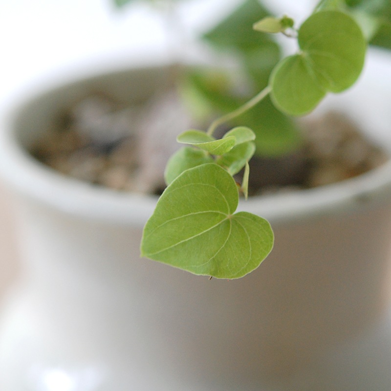 Dioscorea 亀甲竜 x 壺pot