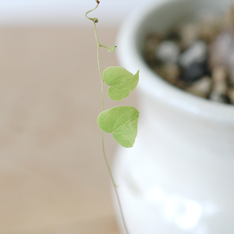 Dioscorea 亀甲竜 x 壺pot