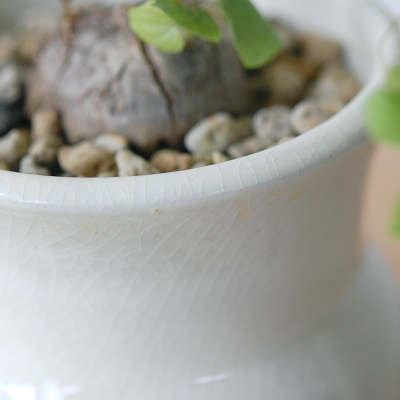 Dioscorea 亀甲竜 x 壺pot