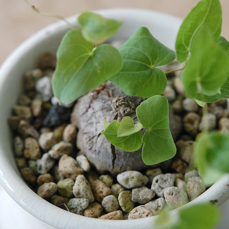 Dioscorea 亀甲竜 x 壺pot