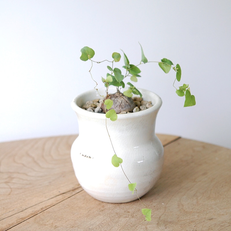 Dioscorea 亀甲竜 x 壺pot