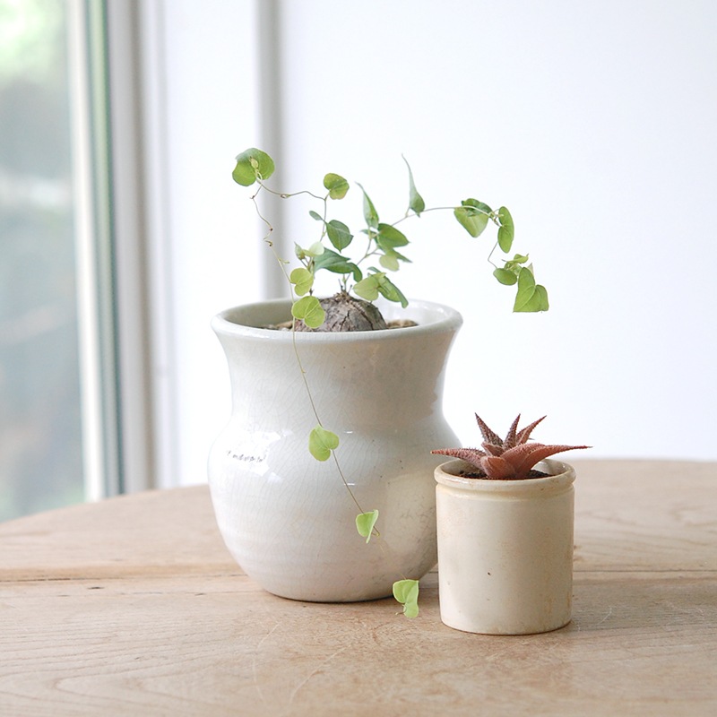 Dioscorea 亀甲竜 x 壺pot