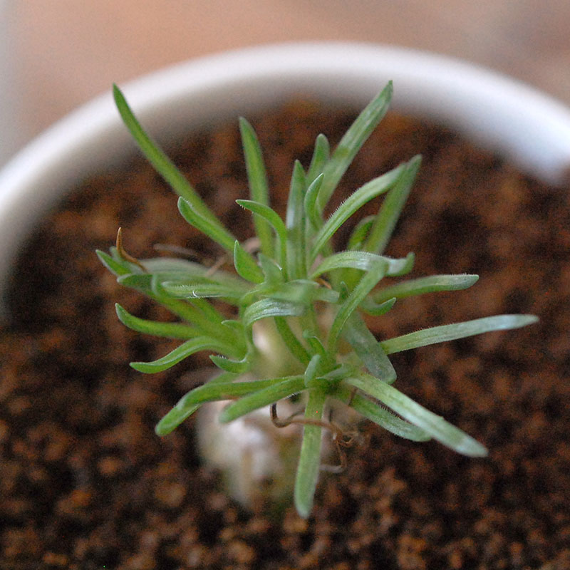 Ornithogalum / 交配種