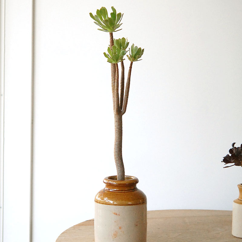 succulent x brown top antique pot