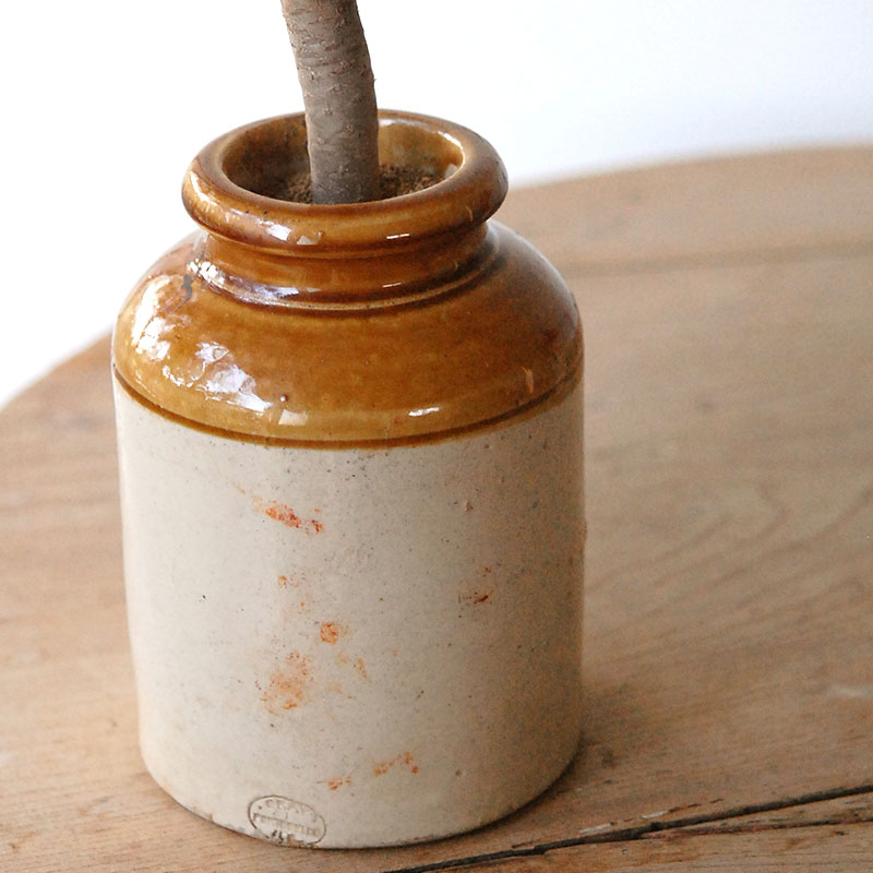 succulent x brown top antique pot