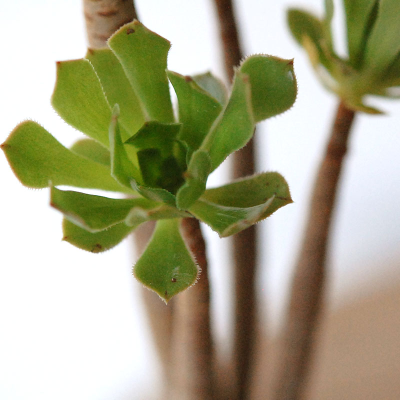 succulent x brown top antique pot