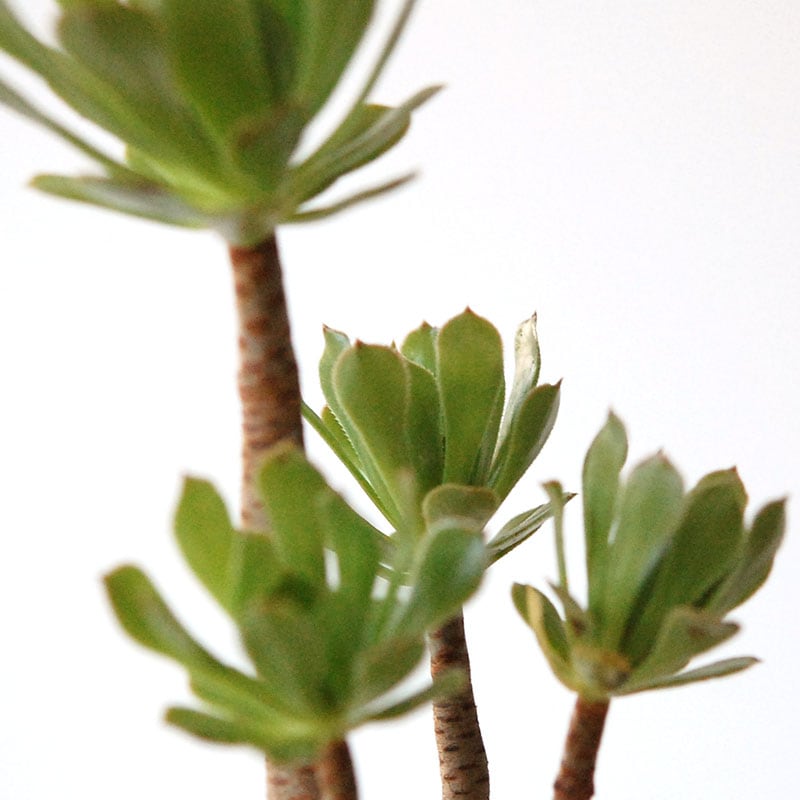 succulent x brown top antique pot