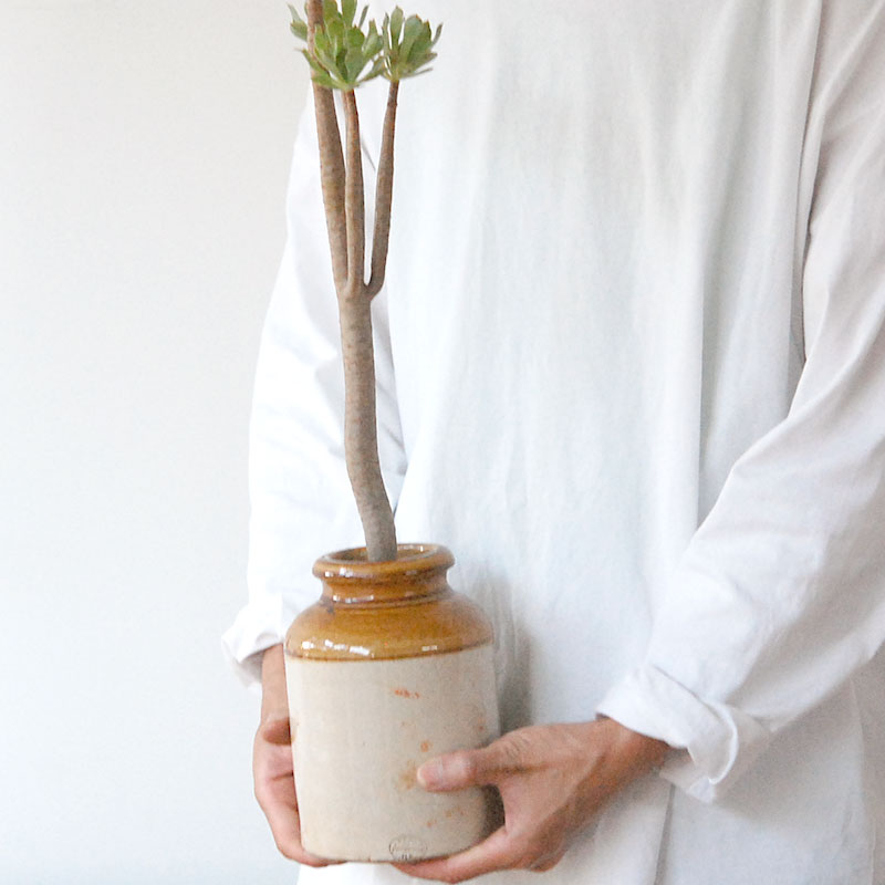 succulent x brown top antique pot