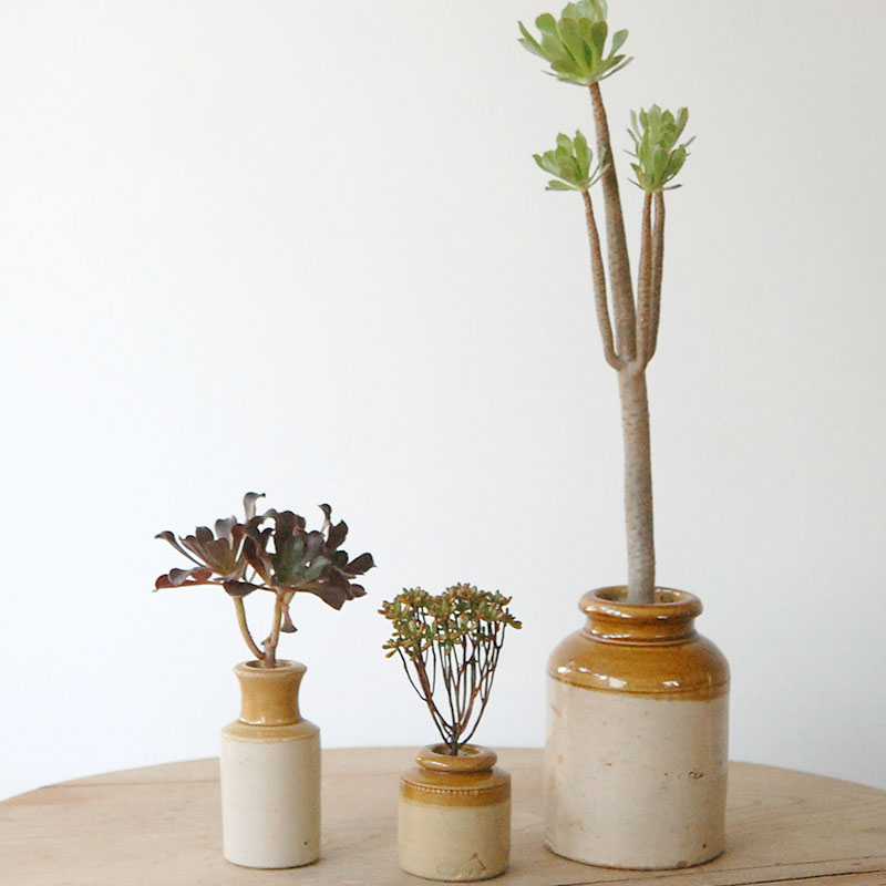 succulent x brown top antique pot