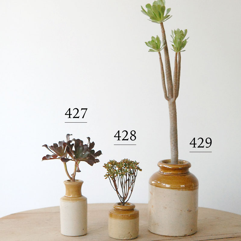 succulent x brown top antique pot