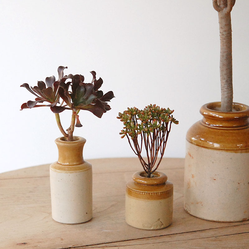 succulent x brown top antique pot