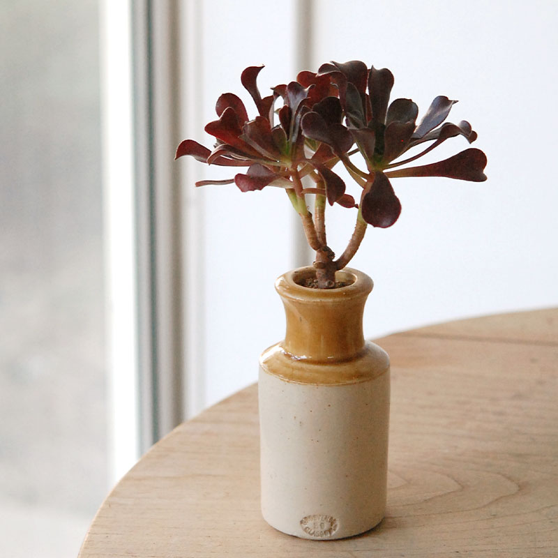 succulent x brown top antique pot