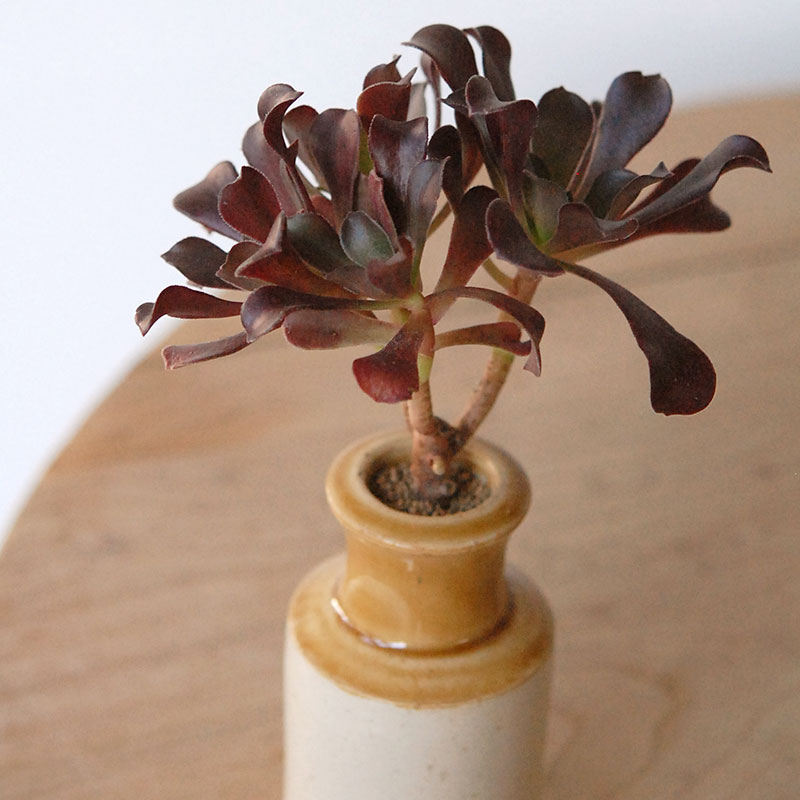 succulent x brown top antique pot