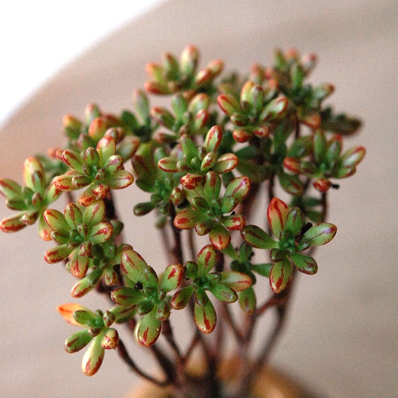 succulent x brown top antique pot