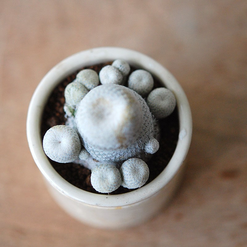 Epithelantha 小人の帽子 x antique イギリスジャー