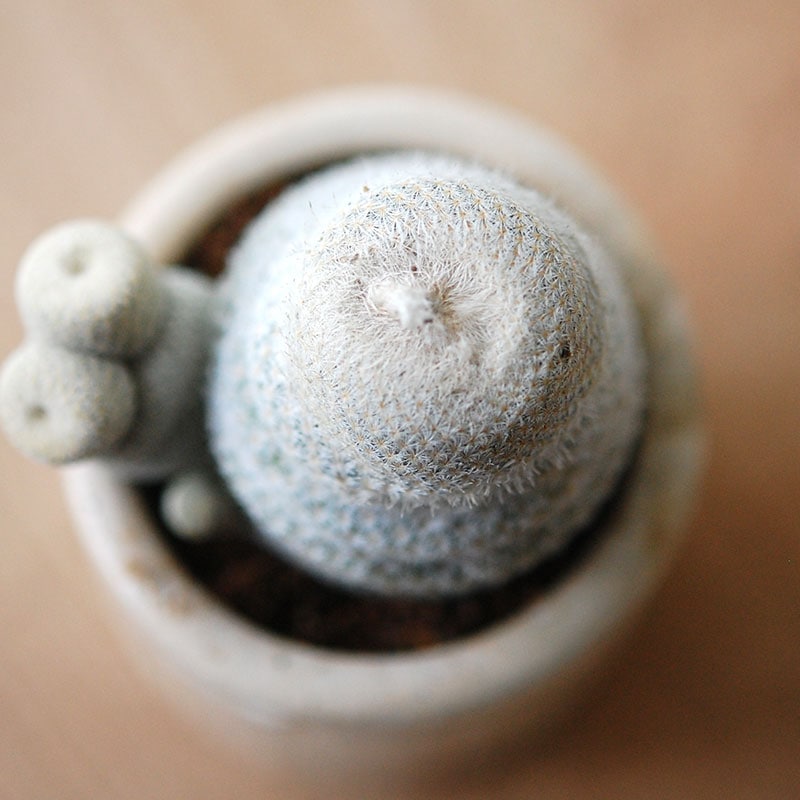 Epithelantha 小人の帽子 x antique イギリスジャー
