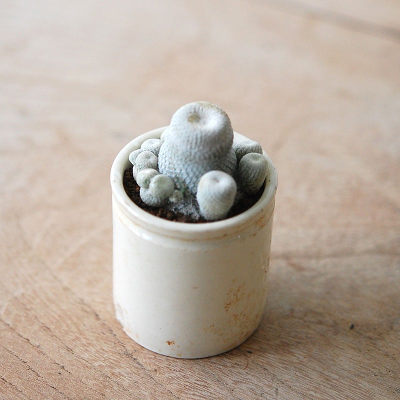 Epithelantha 小人の帽子 x antique イギリスジャー
