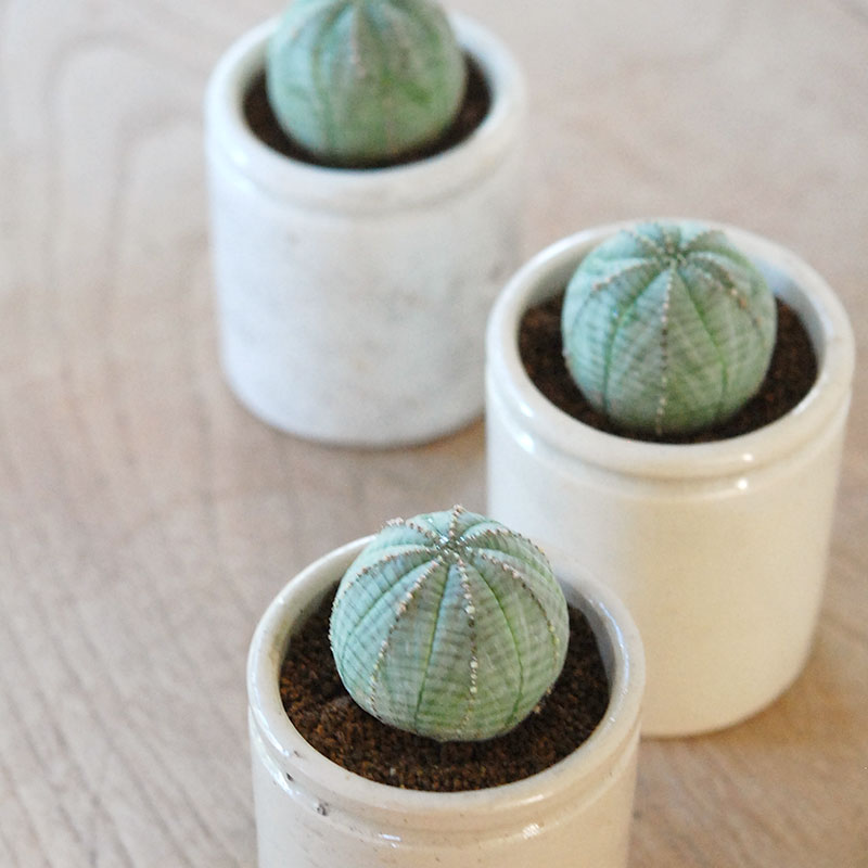 Euphorbia オベサ x antique イギリスジャー