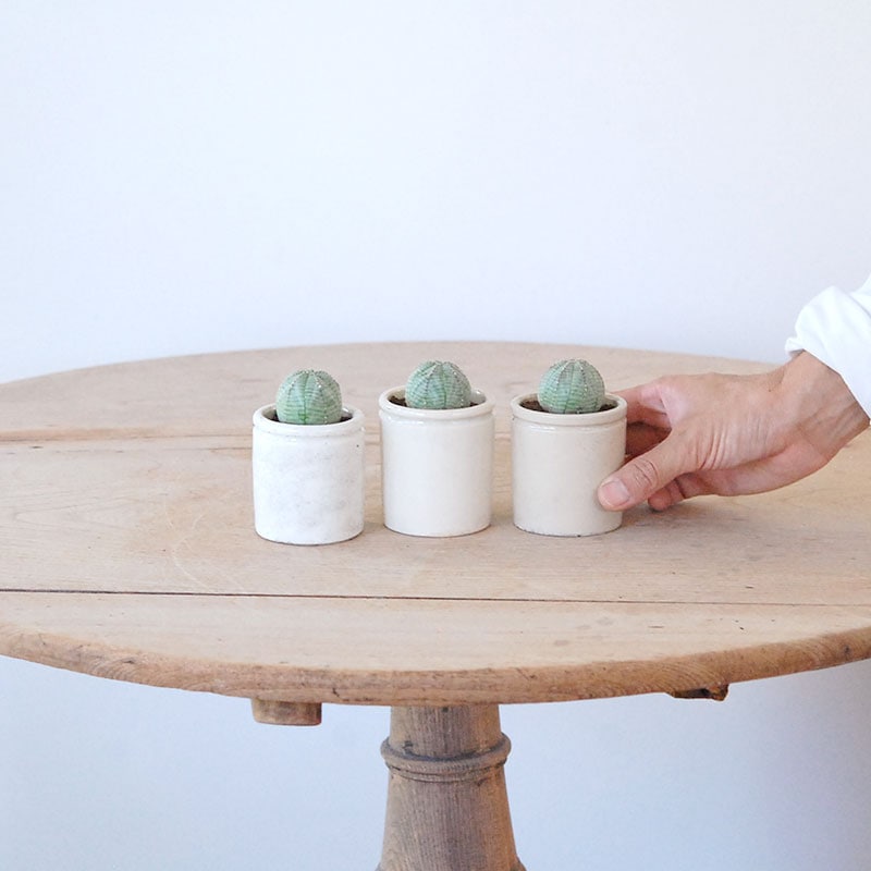 Euphorbia オベサ x antique イギリスジャー