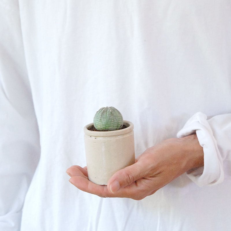 Euphorbia オベサ x antique イギリスジャー