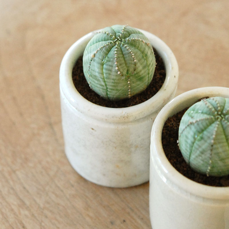 Euphorbia オベサ x antique イギリスジャー