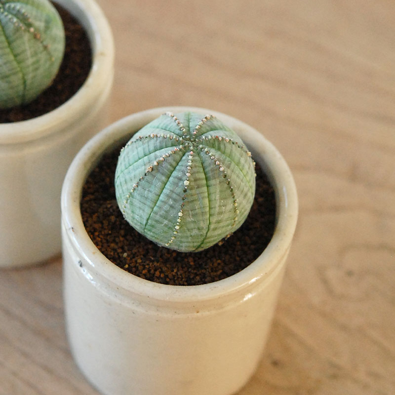 Euphorbia オベサ x antique イギリスジャー