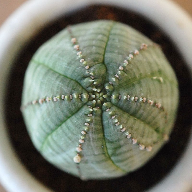 Euphorbia オベサ x antique イギリスジャー