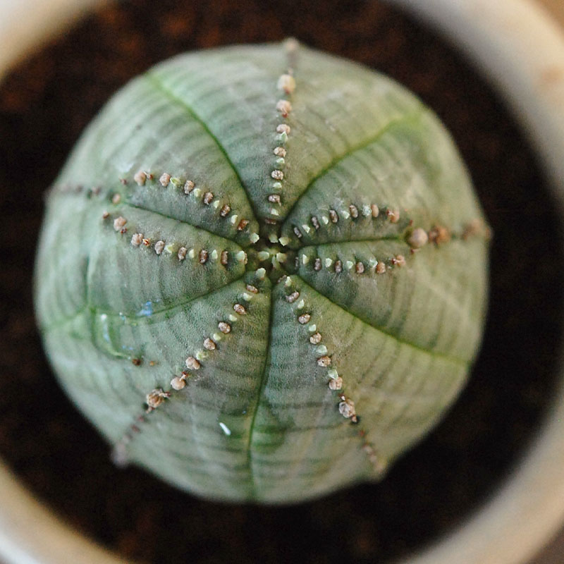 Euphorbia オベサ x antique イギリスジャー