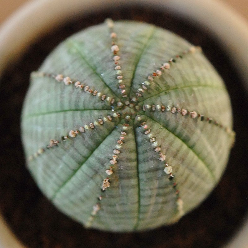 Euphorbia オベサ x antique イギリスジャー