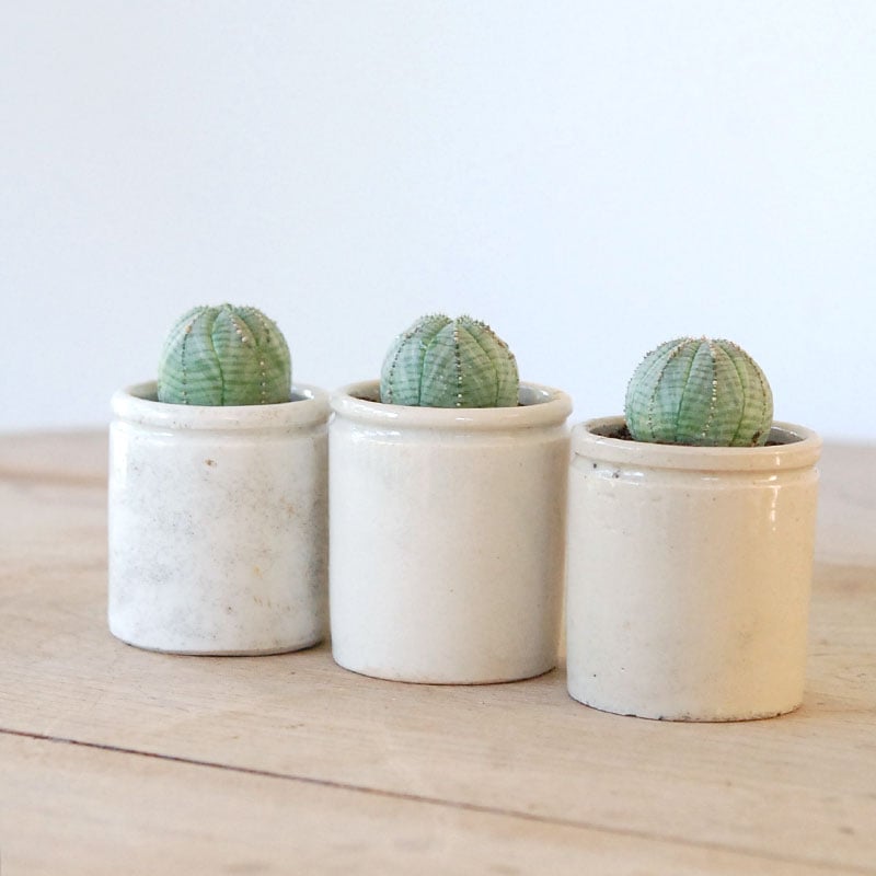 Euphorbia オベサ x antique イギリスジャー