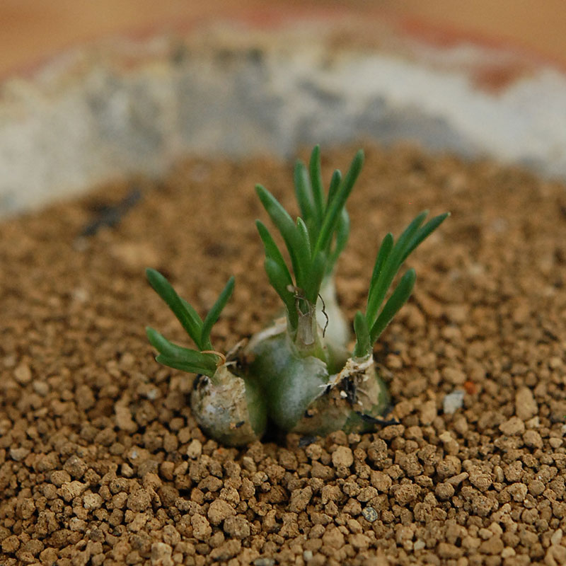 Ornithogalum リトプソイデス x テラコッタ