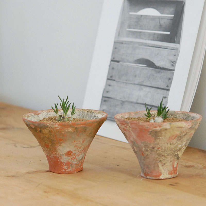 Ornithogalum リトプソイデス x テラコッタ