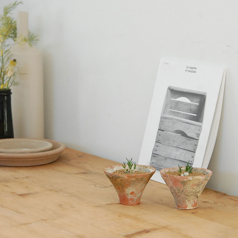 Ornithogalum リトプソイデス x テラコッタ