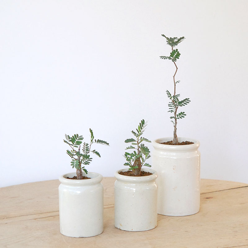 Senna meridionalis メリディオナリス x antique イギリスジャー