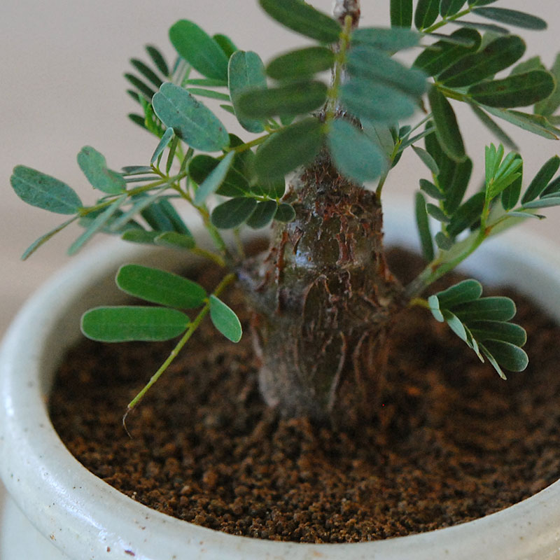 Senna meridionalis メリディオナリス x antique イギリスジャー