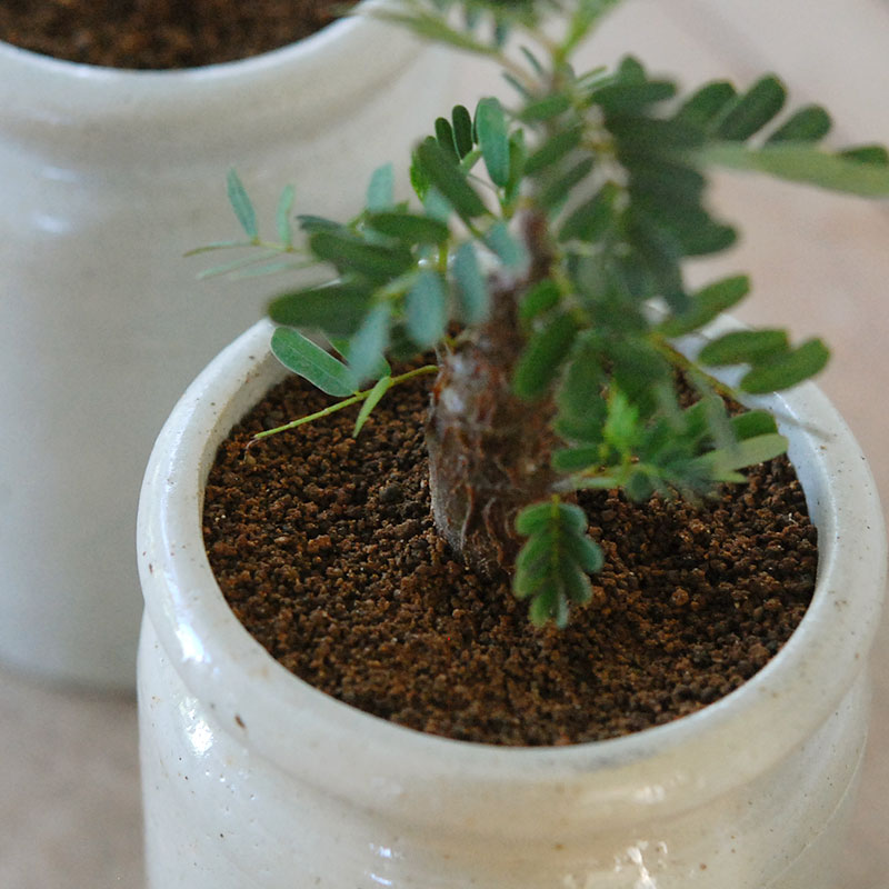 Senna meridionalis メリディオナリス x antique イギリスジャー