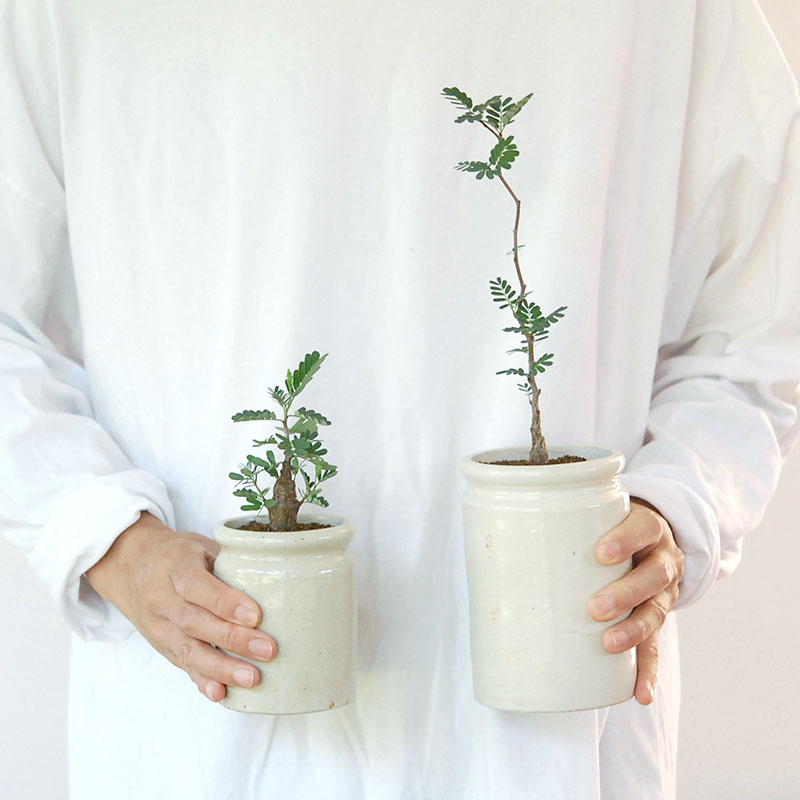 Senna meridionalis メリディオナリス x antique イギリスジャー