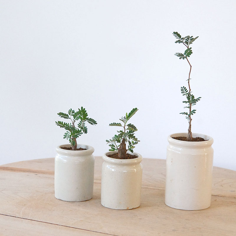 Senna meridionalis メリディオナリス x antique イギリスジャー